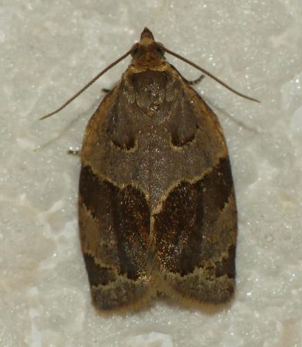 Clepsis dumicolana
